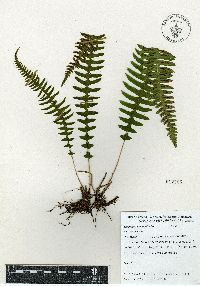 Blechnum polypodioides image