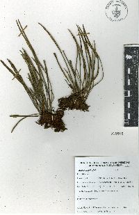 Vittaria graminifolia image