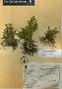 Selaginella pallescens image