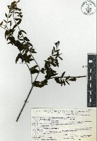 Gypsacanthus nelsonii image