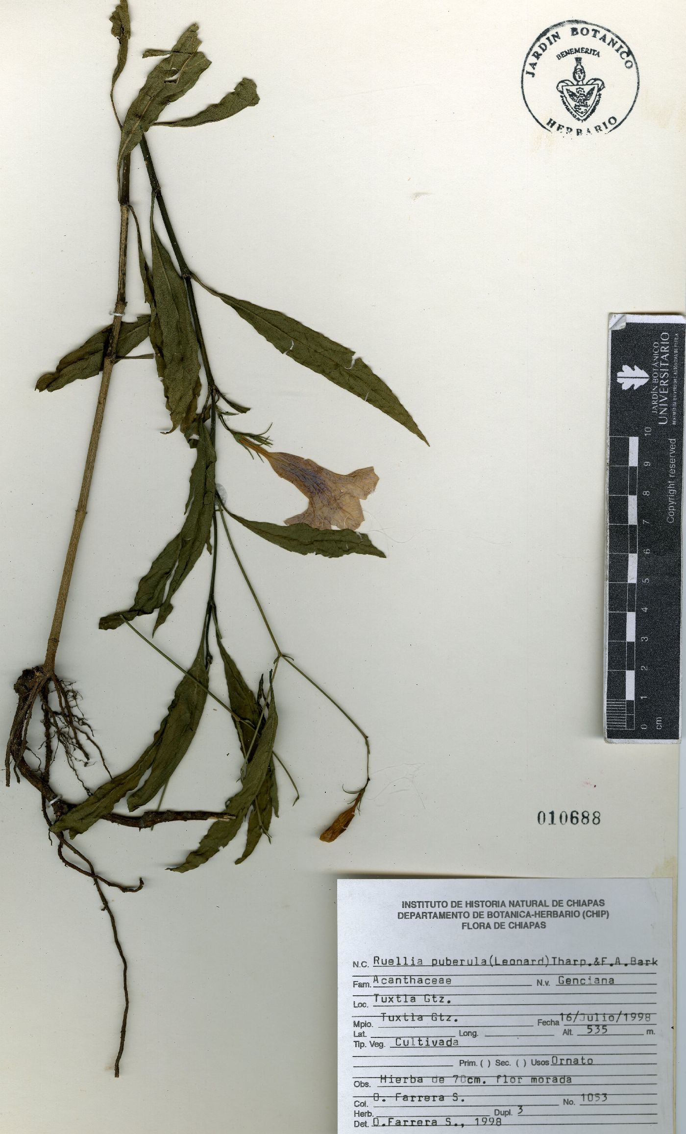 Ruellia puberula image