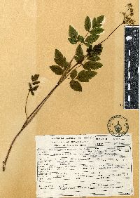 Arracacia atropurpurea image