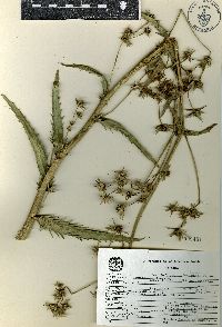 Eryngium columnare image
