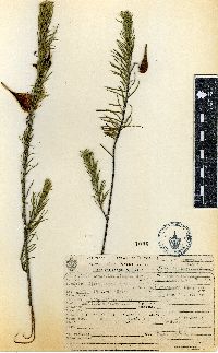 Asclepias linaria image