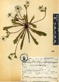 Image of Eryngium cervantesii