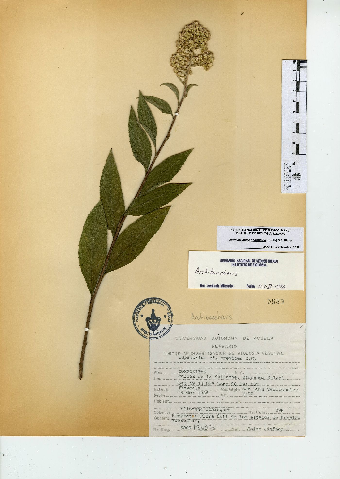 Archibaccharis serratifolia image