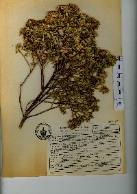 Baccharis conferta image