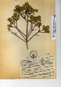 Baccharis conferta image