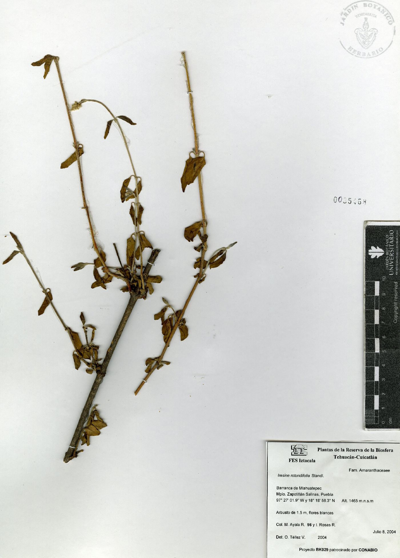 Iresine rotundifolia image