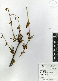 Iresine rotundifolia image