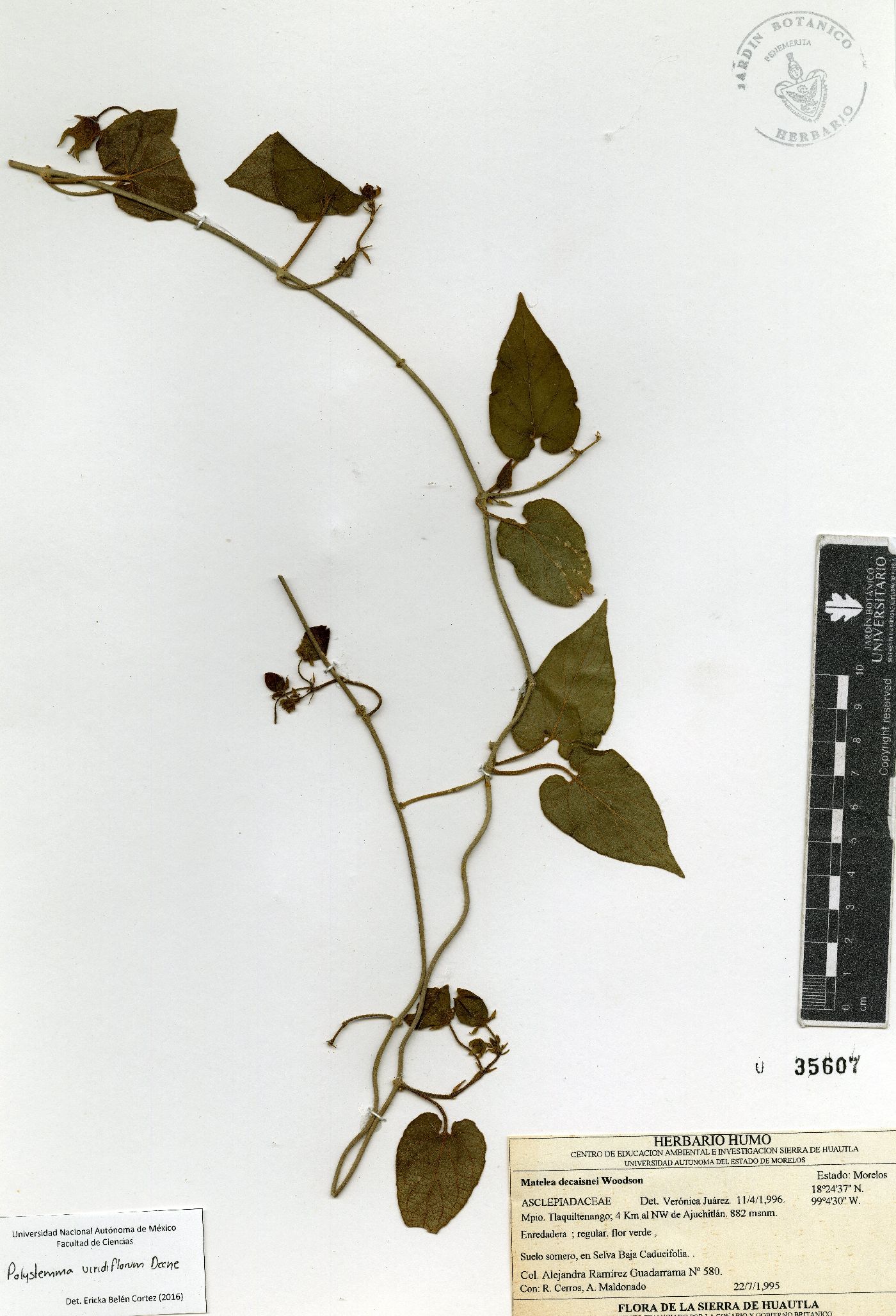 Polystemma viridiflorum image