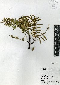 Pseudosmodingium andrieuxii image