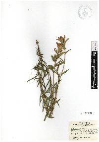 Castilleja tenuiflora image