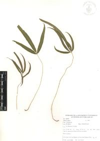 Pteris cretica image