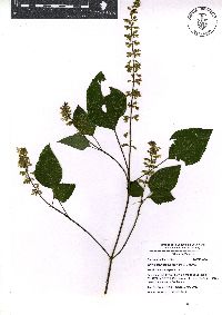 Image of Salvia albiflora