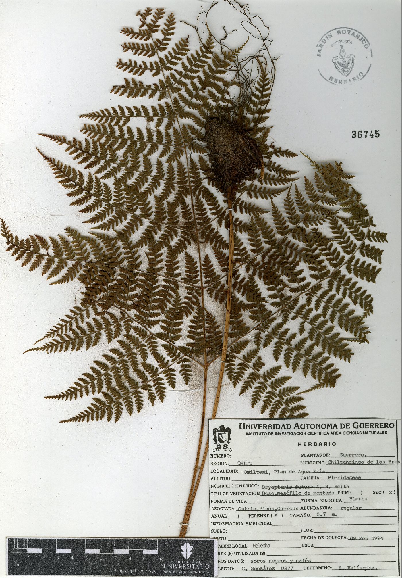 Dryopteris futura image