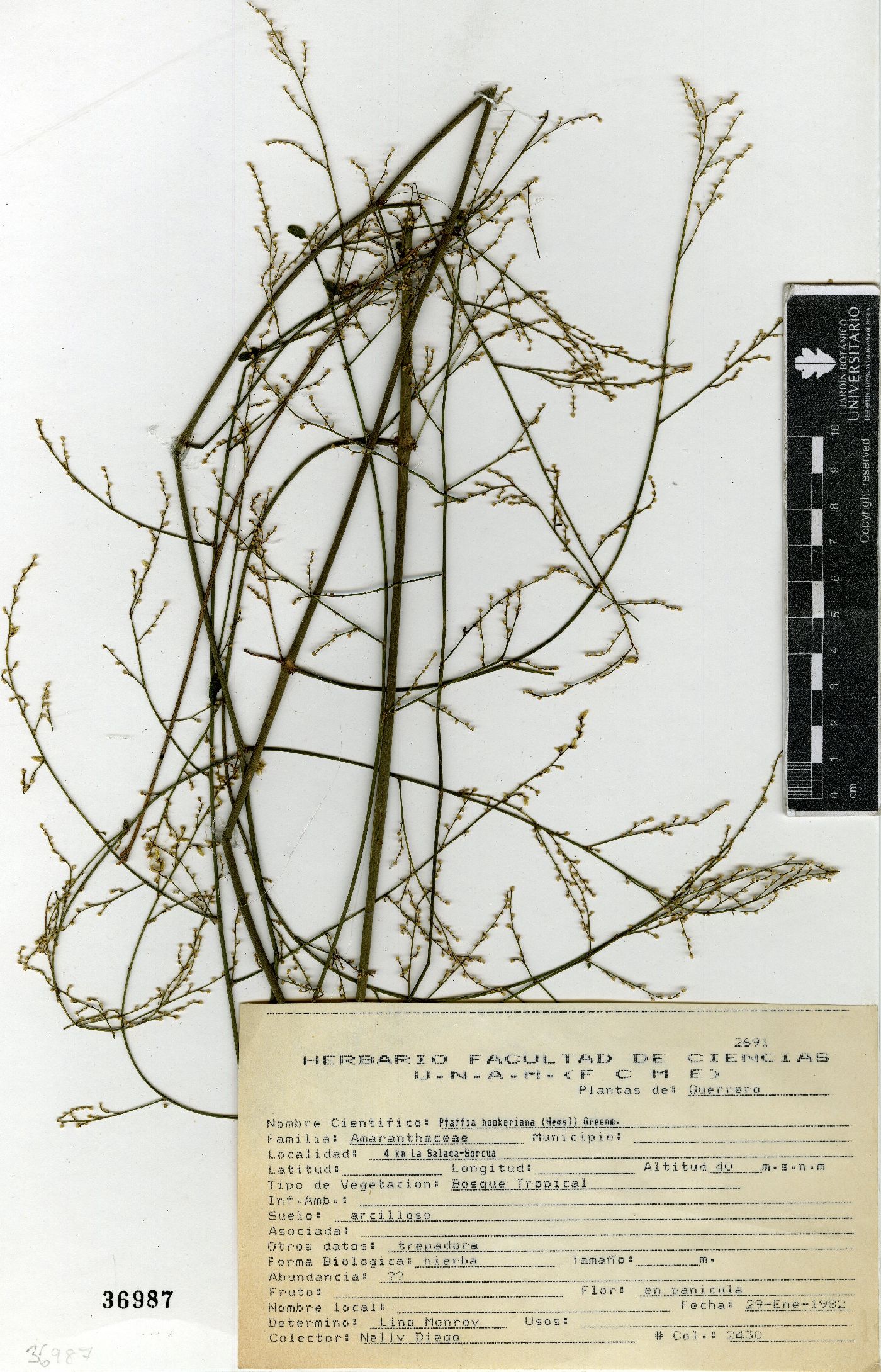 Pfaffia hookeriana image