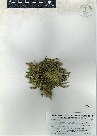 Selaginella lepidophylla image