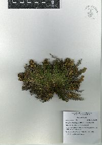 Selaginella lepidophylla image