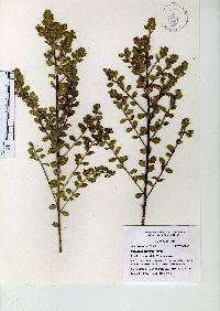 Baccharis conferta image