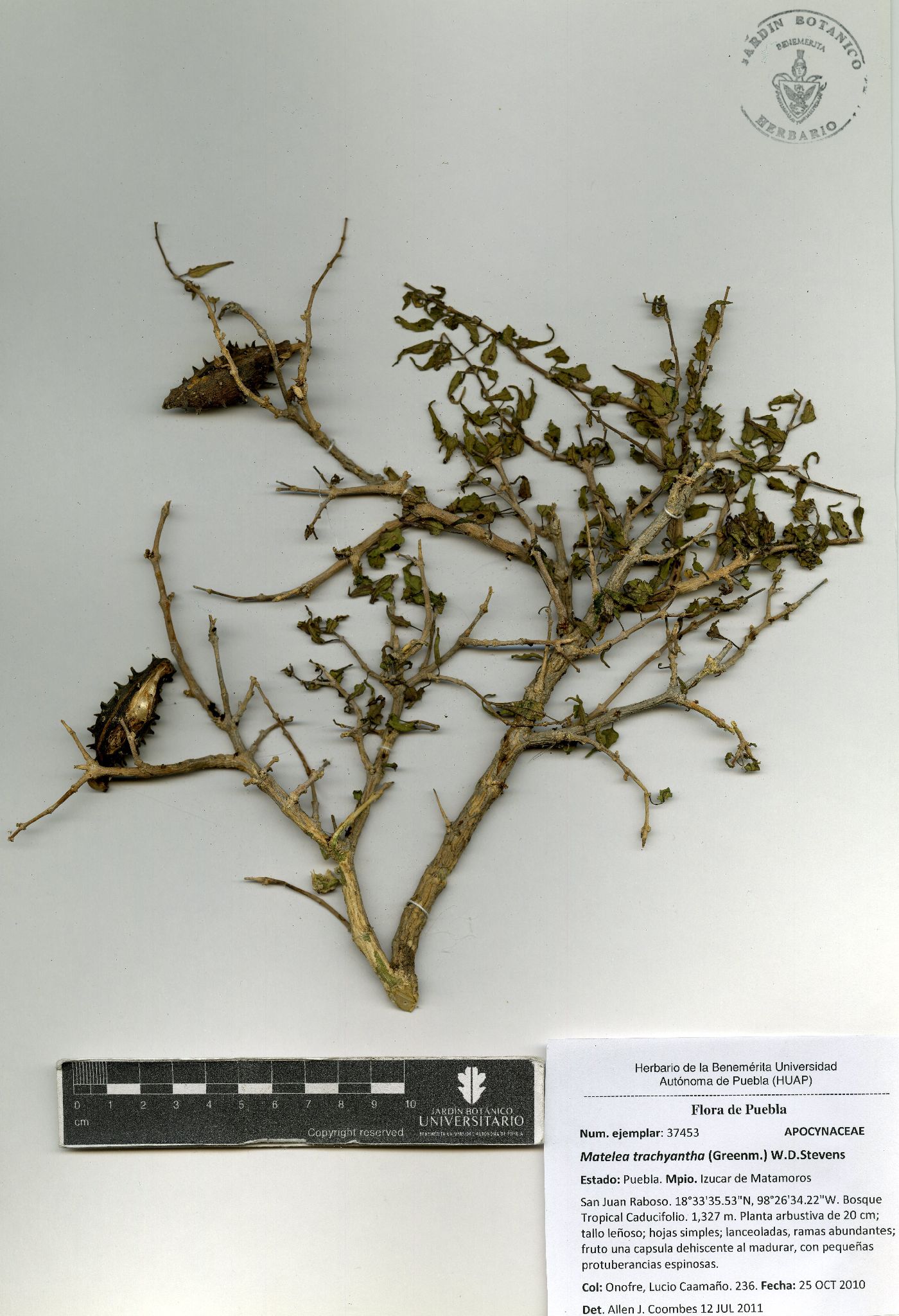 Talayotea trachyantha image