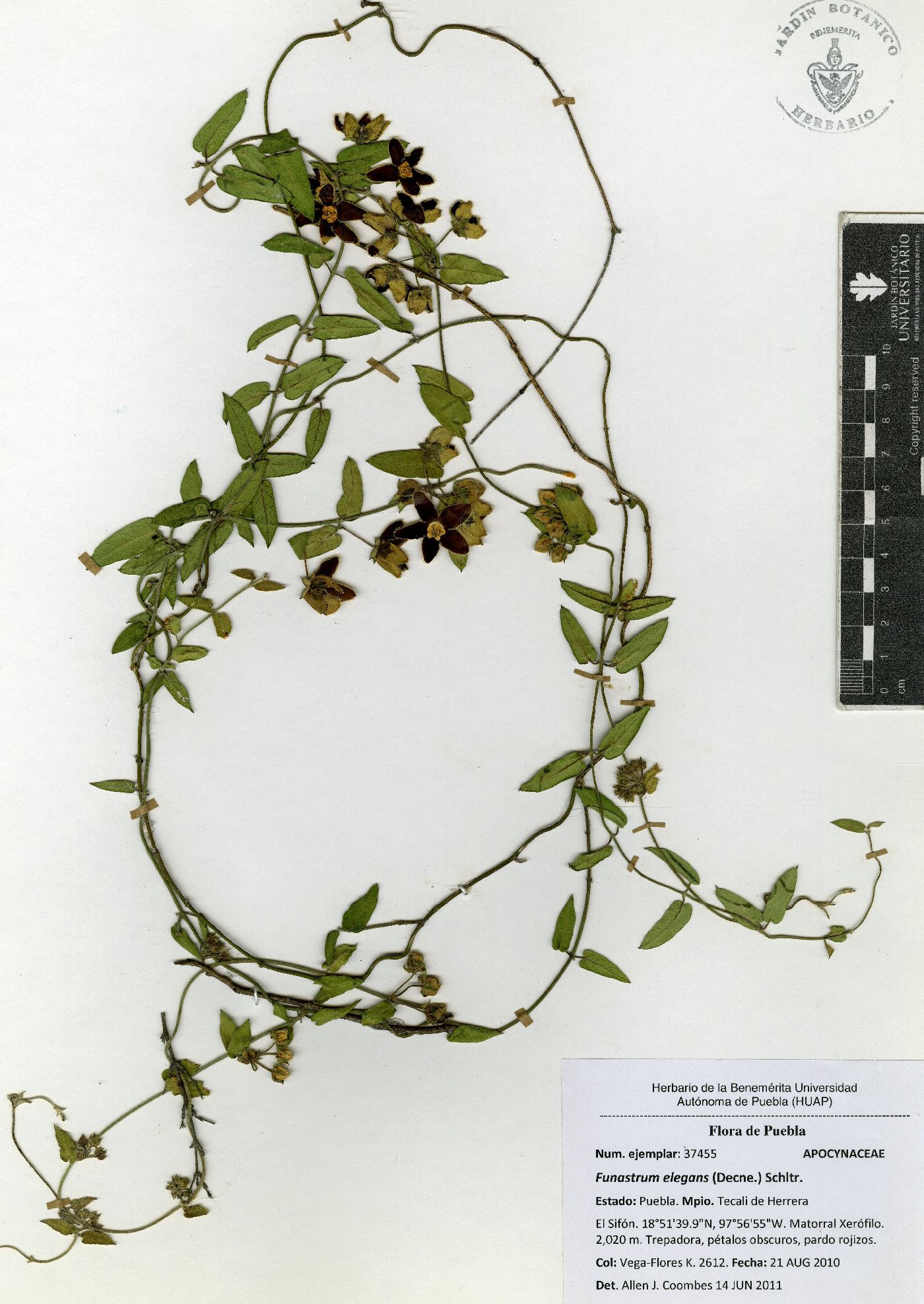 Funastrum elegans image