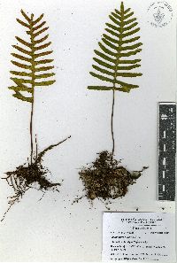 Pleopeltis madrensis image