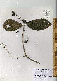 Ocotea macrophylla image