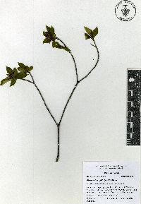 Tonduzia longifolia image
