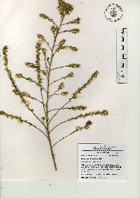 Baccharis pteronioides image