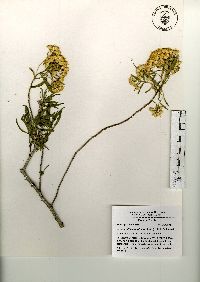 Barkleyanthus salicifolius image