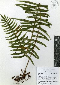 Serpocaulon falcaria image