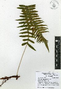 Polypodium rhodopleuron image