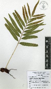 Polypodium fraternum image