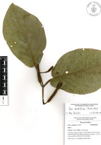 Piper lapathifolium image