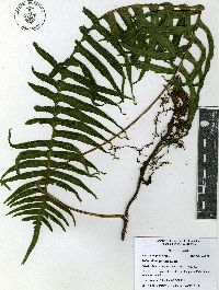Serpocaulon falcaria image