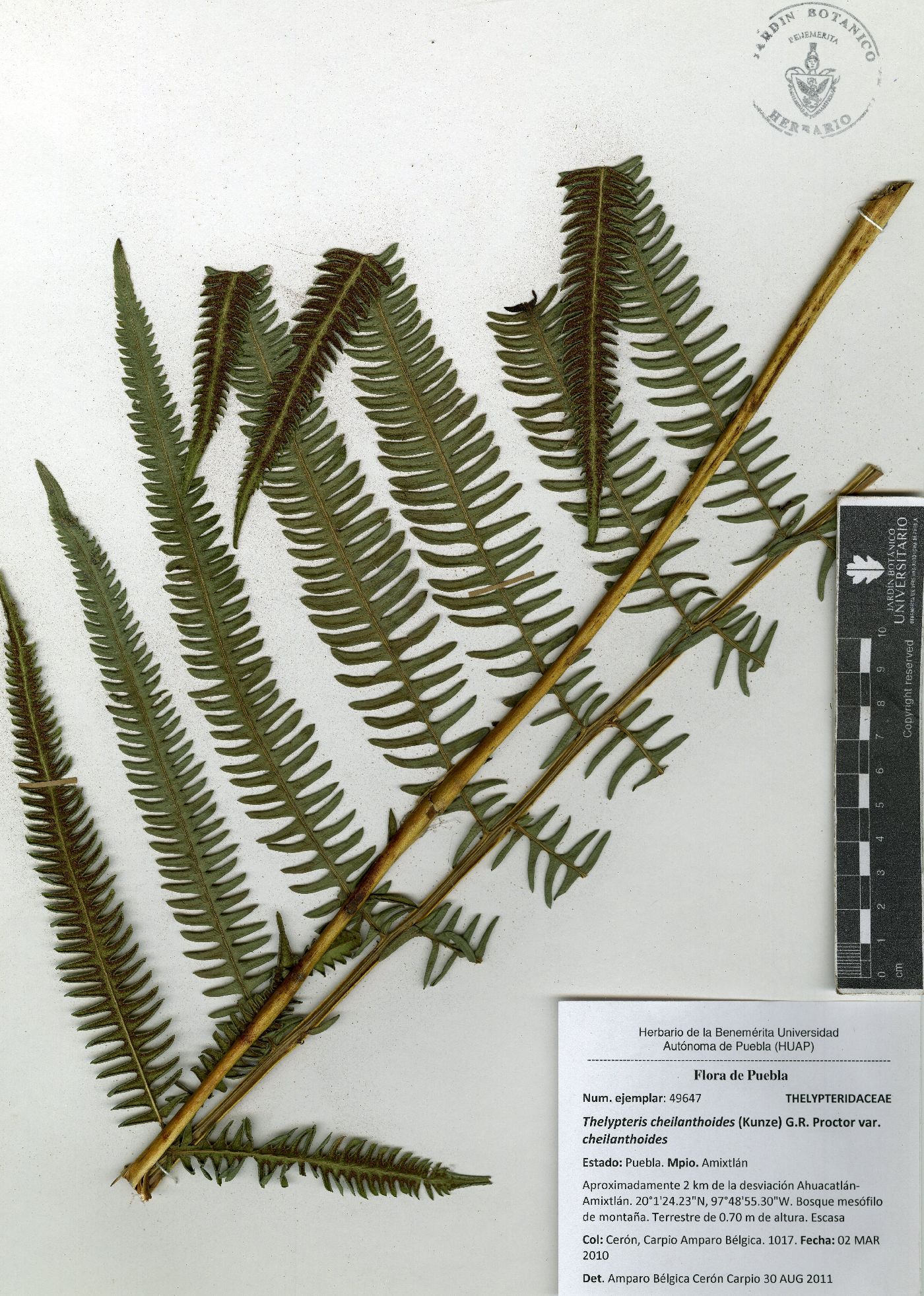 Thelypteris cheilanthoides var. cheilanthoides image