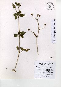 Bidens alba var. radiata image