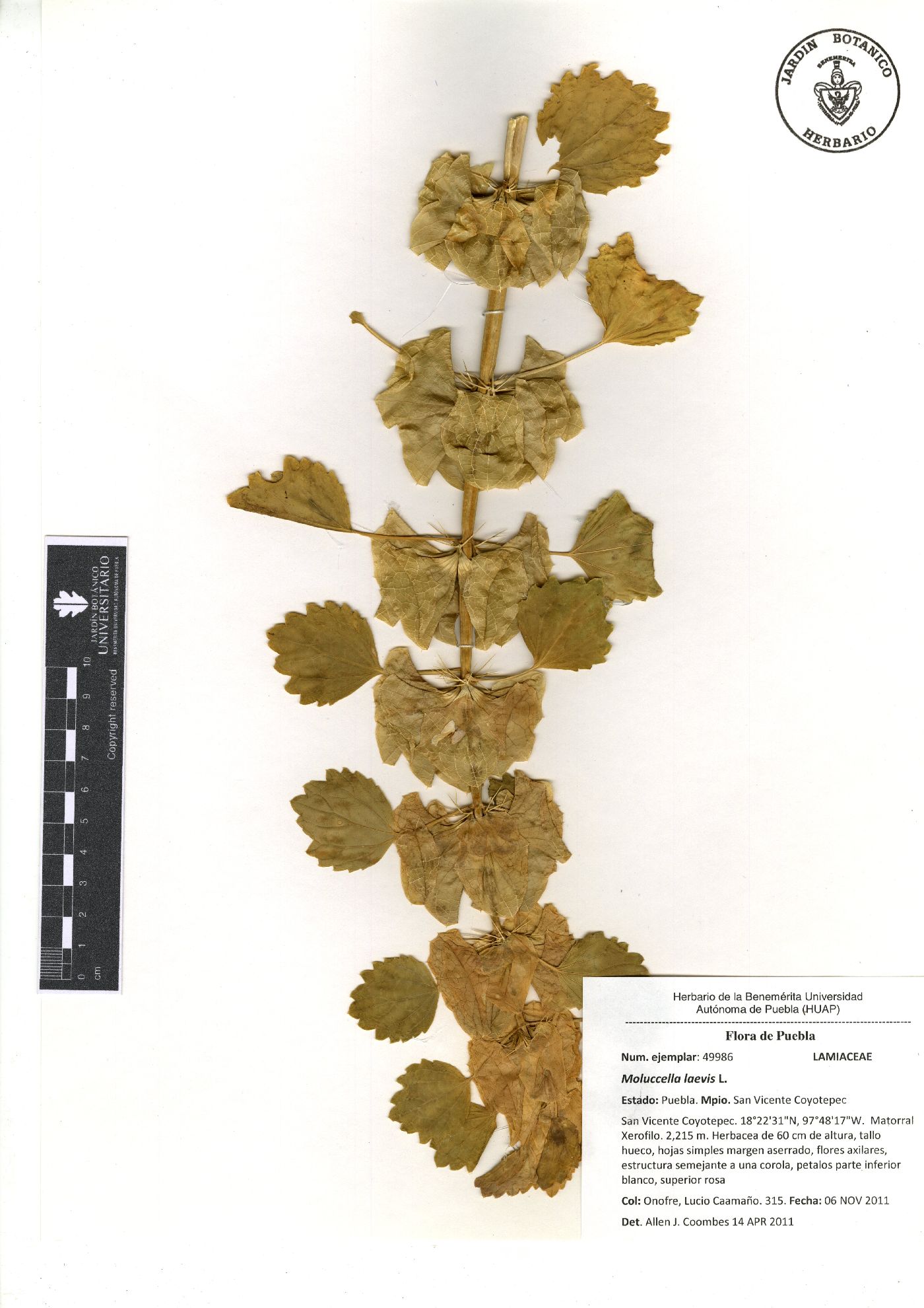 Moluccella laevis image