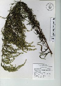 Artemisia ludoviciana subsp. mexicana image