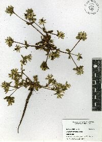 Eryngium carlinae image