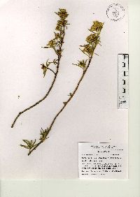 Barkleyanthus salicifolius image