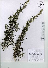 Artemisia ludoviciana subsp. mexicana image