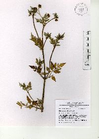 Bidens aurea image