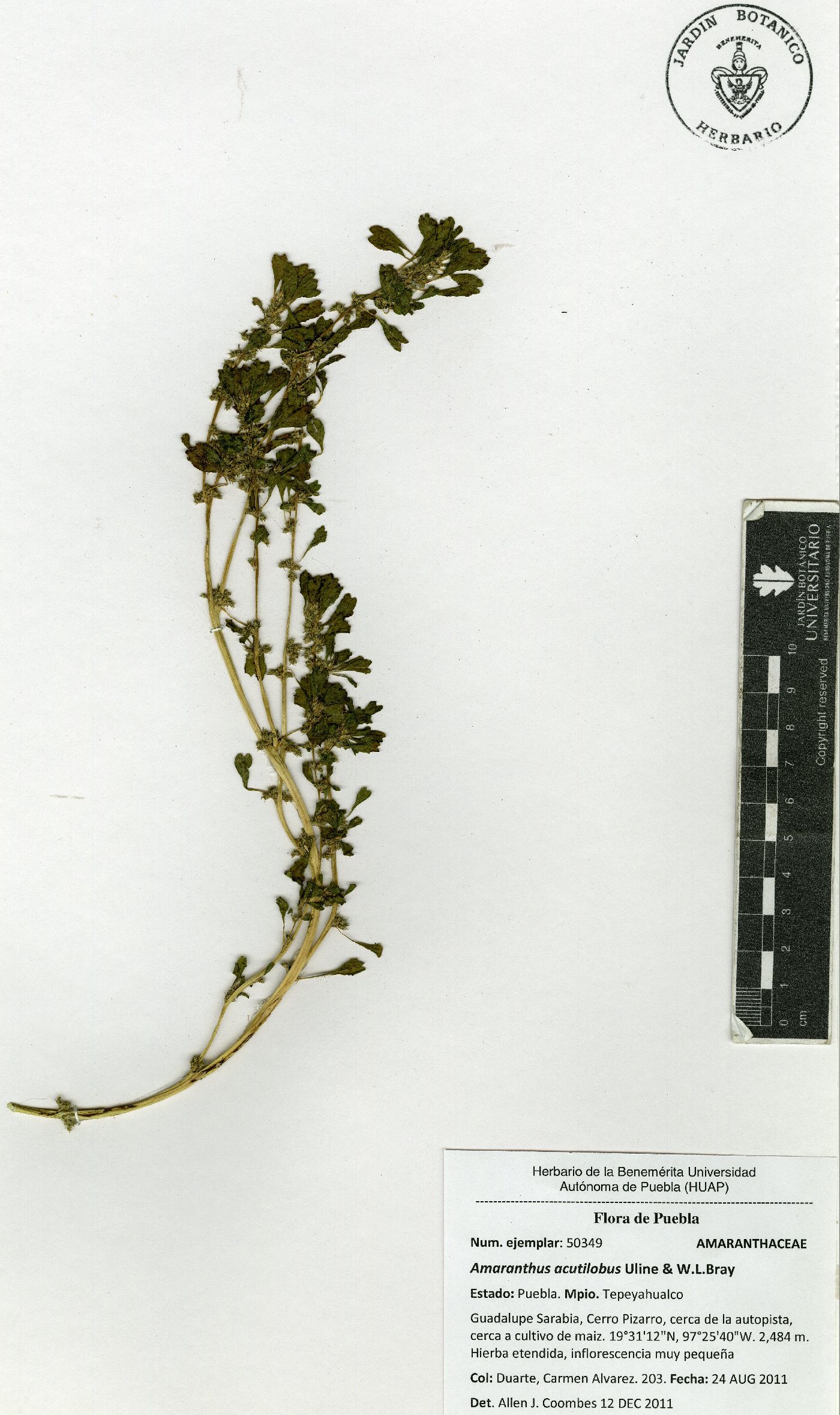 Amaranthus acutilobus image