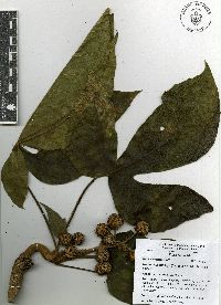 Oreopanax echinops image
