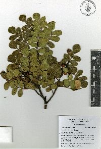 Rhus chondroloma image