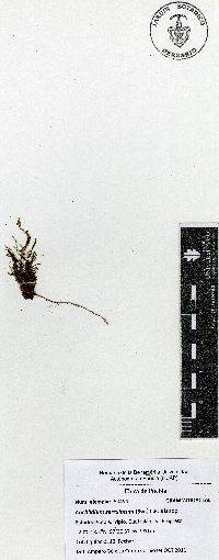 Cochlidium serrulatum image