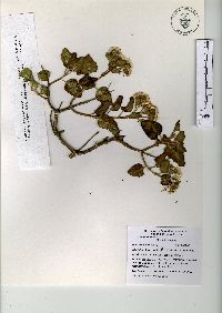 Ageratina tomentella image