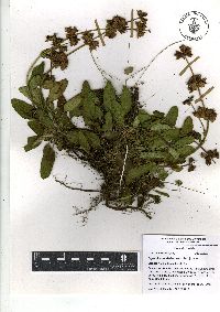 Lepechinia schiedeana image